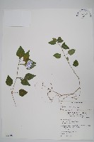 華九頭獅子草藏品圖，第1張