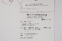 華九頭獅子草藏品圖，第2張