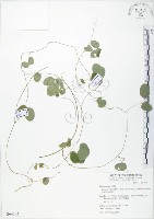 台灣山黑扁豆藏品圖，第1張