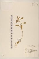 鼠麴舅藏品圖，第1張