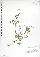 彎果黃菫藏品圖，第1張