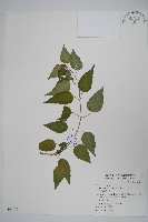 長花九頭獅子草、山藍藏品圖，第1張