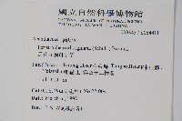 長花九頭獅子草、山藍藏品圖，第2張