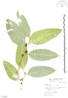 白肉榕藏品圖，第1張