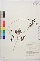 田村氏鐵線蓮藏品圖，第1張