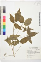 銹毛鐵線蓮藏品圖，第1張