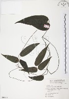 血藤、青山籠藏品圖，第1張