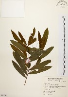 黃肉樹, 小梗木薑子藏品圖，第1張