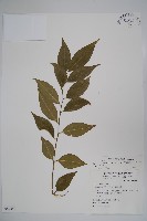 毛瓣蝴蝶木藏品圖，第1張