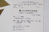 毛瓣蝴蝶木藏品圖，第2張