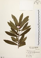 黃肉樹, 小梗木薑子藏品圖，第1張