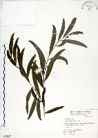 相思樹藏品圖，第1張