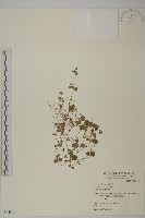 荷蓮豆草、菁芳草藏品圖，第1張