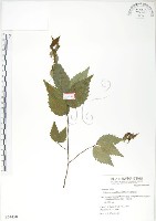 櫸、雞油藏品圖，第1張