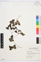 串鼻龍藏品圖，第1張