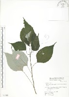 青苧麻藏品圖，第1張