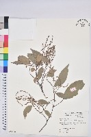 粗糠柴藏品圖，第1張