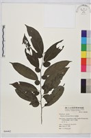 桶鉤藤藏品圖，第1張