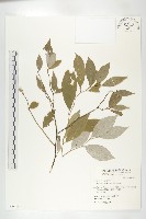 藤胡頹子藏品圖，第1張