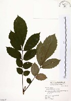 山豬肉藏品圖，第1張