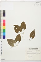 田代氏鐵線蓮藏品圖，第1張