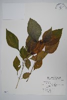 六角英, 槍刀菜藏品圖，第1張