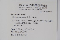 六角英, 槍刀菜藏品圖，第2張