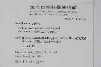 爵床藏品圖，第2張