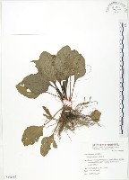 車前草藏品圖，第1張