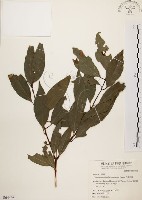 山肉桂、台灣肉桂藏品圖，第1張