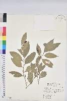 交力坪鐵色藏品圖，第1張