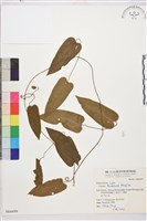 田代氏鐵線蓮藏品圖，第1張