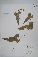 異葉馬兜鈴藏品圖，第1張