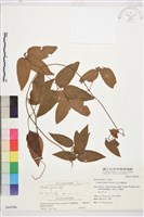 麥氏鐵線蓮藏品圖，第2張