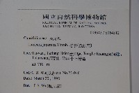 忍冬、金銀花藏品圖，第2張