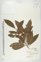 杜英、山杜英、蘭嶼杜英藏品圖，第1張