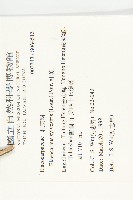 杜英、山杜英、蘭嶼杜英藏品圖，第2張