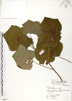 山芙蓉、臺灣山芙蓉、狗頭芙蓉藏品圖，第1張