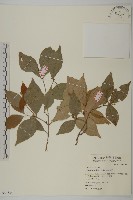 菱葉衛矛藏品圖，第1張