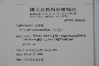 呂宋莢迷藏品圖，第2張