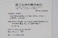 臺灣赤楊、臺灣榿木藏品圖，第2張