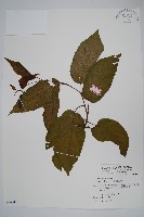 硬齒獼猴桃藏品圖，第1張