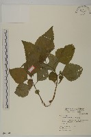 下田菊藏品圖，第1張