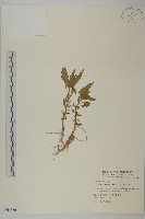 臭杏、土荊芥藏品圖，第1張