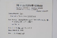 凹葉野莧菜藏品圖，第2張