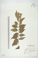 臺灣馬桑藏品圖，第1張