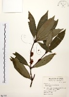 五掌楠藏品圖，第1張