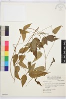 森氏鐵線蓮藏品圖，第2張