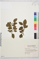 阿里山黃鱔藤藏品圖，第1張