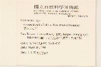 黃花三七草藏品圖，第2張